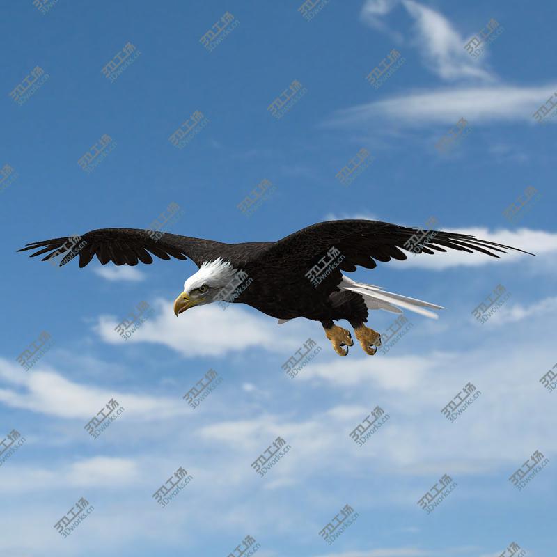 images/goods_img/20210113/American Bald Eagle (ANIMATED)/1.jpg